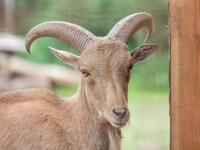 Khamssa